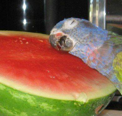 Удивительные и забавные птички, живущие свою лучшую жизнь