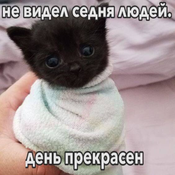 Подборка котят, хорошо знающих эту жизнь