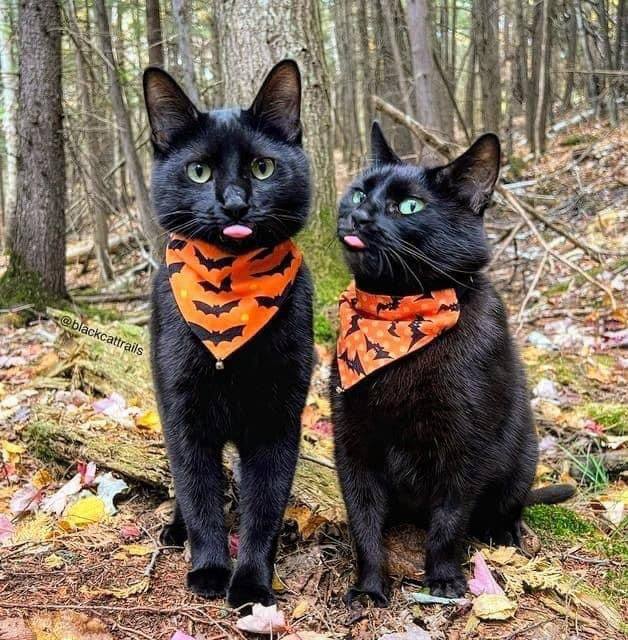 Черные коты, приносящие своим владельцам только радость