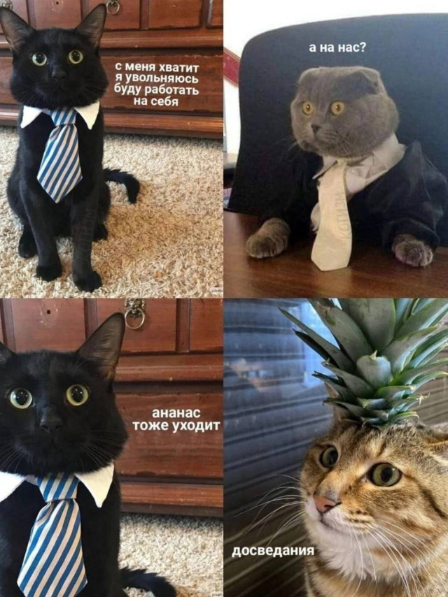 Никто не любит понедельники, даже котики. Подборка жизненных мемов о трудностях работы :)