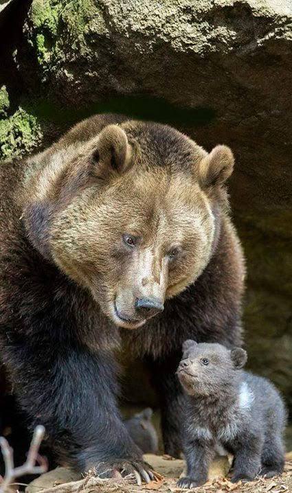 Позитивные фото малышей-животных с мамами на ночь