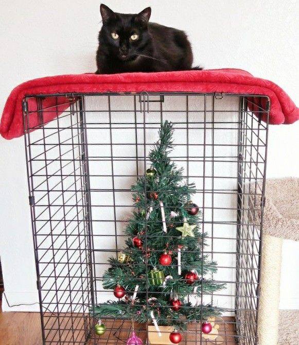 О крепких отношениях котов и новогодних елок в фотографиях