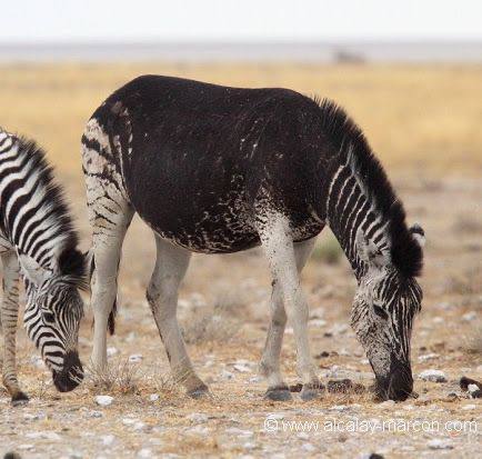 Фото животных, над окрасом которых природа особенно постаралась