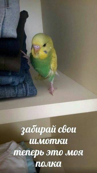 Забавные и милые картинки с попугами