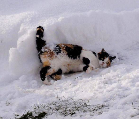 Забавные фото кошек, которые по-своему относятся к зимней погоде