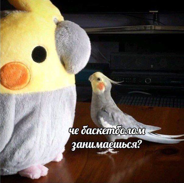 Фото мемных птичек, спасающих от зимней хандры