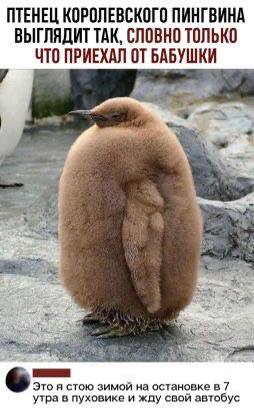 Забавные и милые мемы со зверюшками