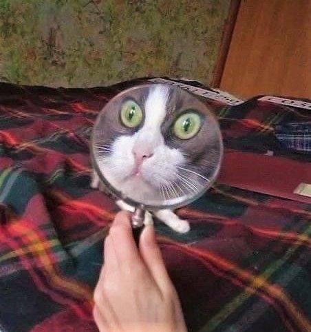 Хорошие и смешные котики, избавляющие от всех тревог