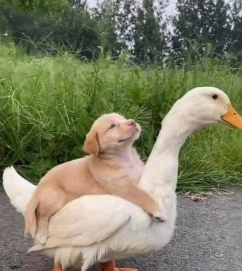 15 фото забавных псов, в компании которых точно не придется скучать