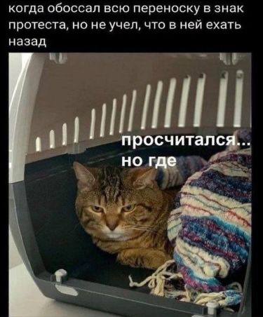 Порция отборных мемов в рабочий вторник