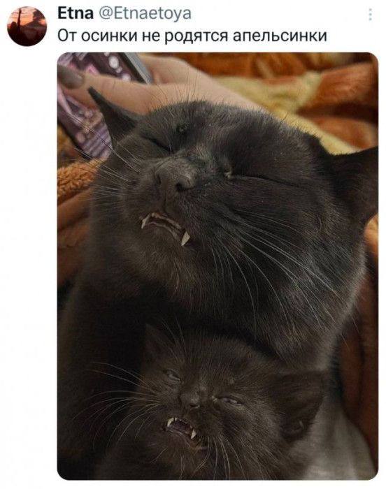 Чуть-чуть мемов, чтобы наши читатели не скучали!