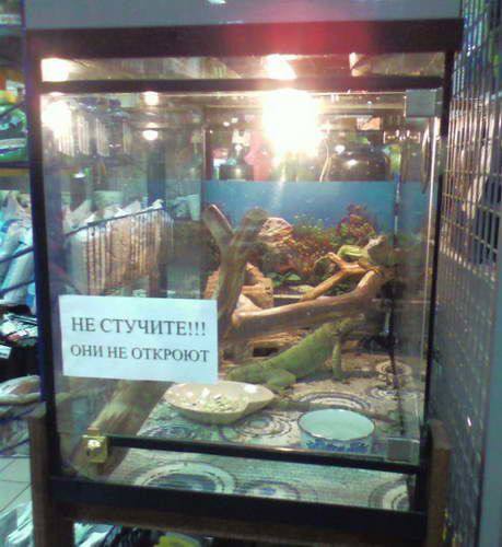 Традиционные и самые смешные мемы на ночь