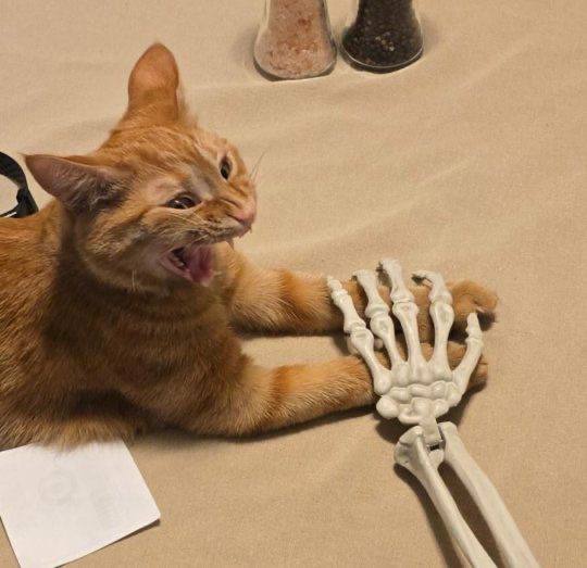 15 фото рыжих котиков, которые попали в небольшую передрягу