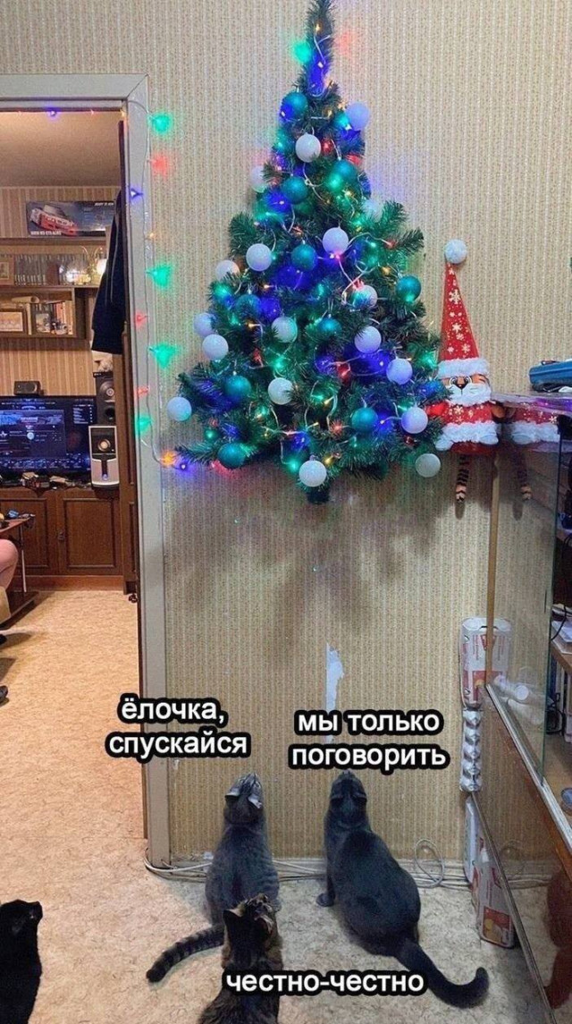 О крепких отношениях котов и новогодних елок в фотографиях