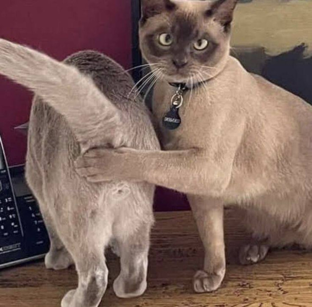 Хорошие и смешные котики, избавляющие от всех тревог