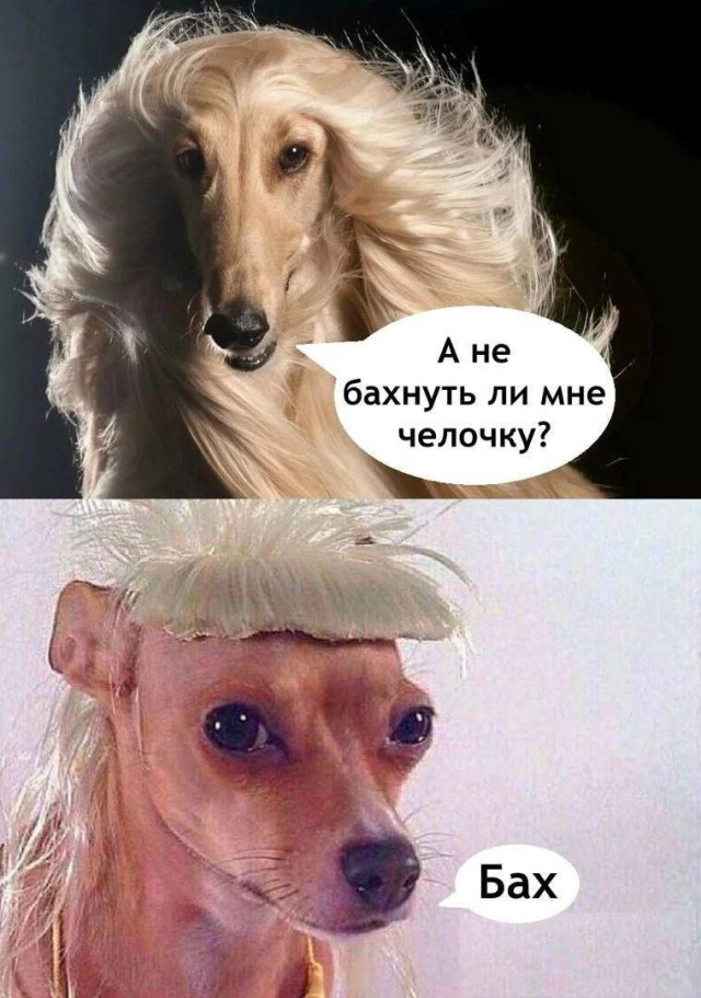 Забавные и милые мемы со зверюшками