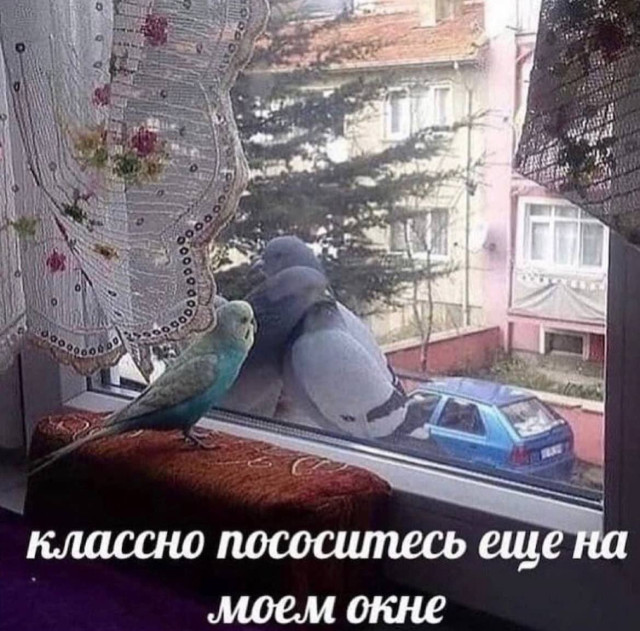 Фото мемных птичек, спасающих от зимней хандры