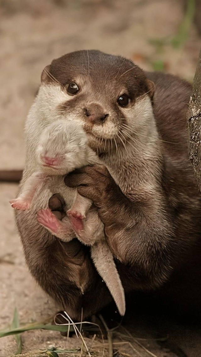 Позитивные фото малышей-животных с мамами на ночь