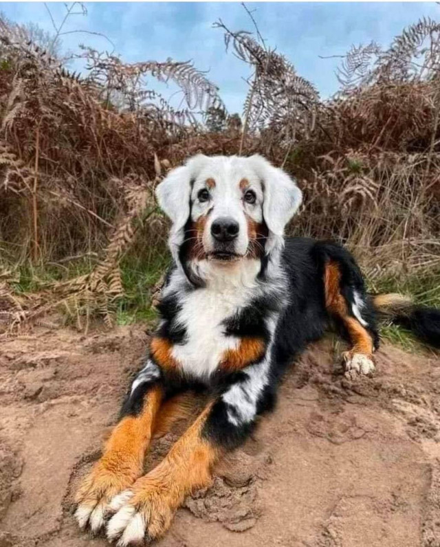 Фото животных, над окрасом которых природа особенно постаралась