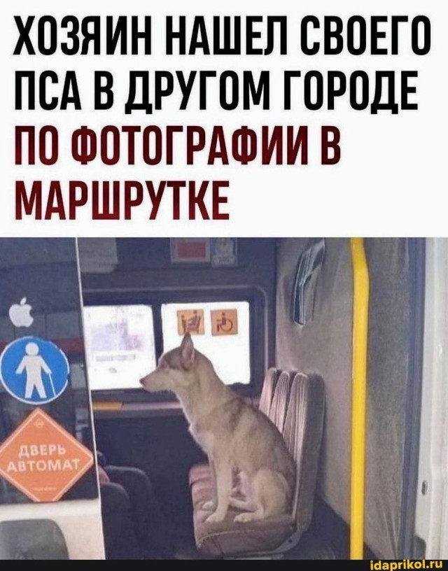 Хорошие мемы с хорошими хвостатыми мальчиками