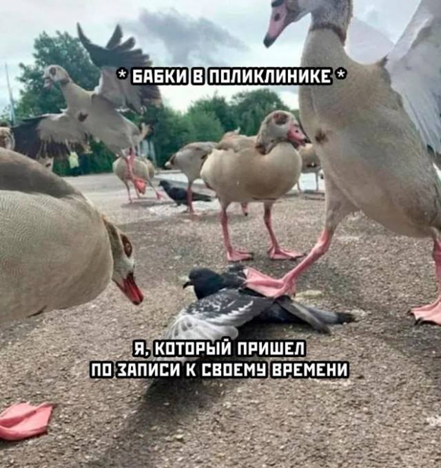 Смешно и точка — мемы и фото | Bugaga