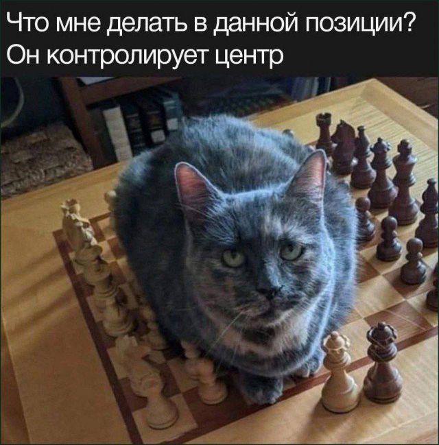 Когда смеёшься и киваешь головой — смешные фото | Bugaga