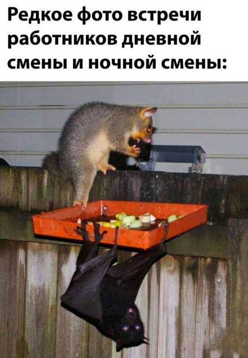 Смех в чистом виде — приколы | Bugaga