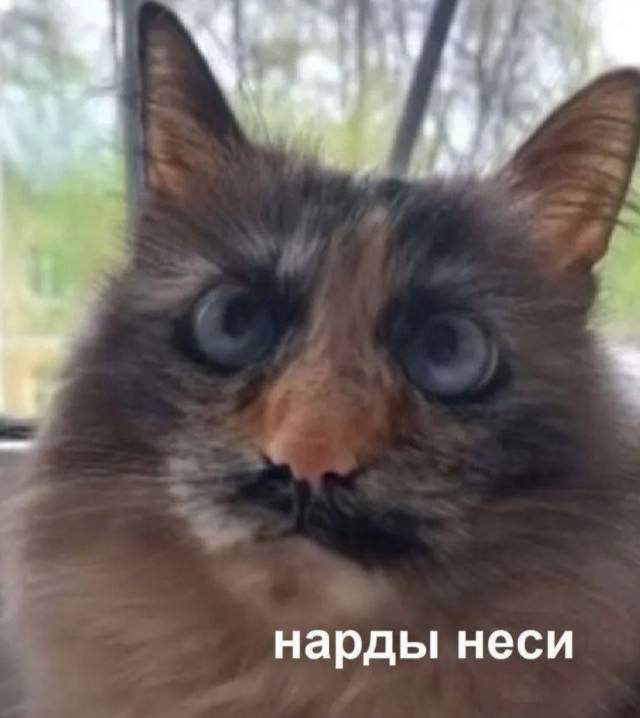 Когда логика ушла пить чай — смешные мемы | Bugaga