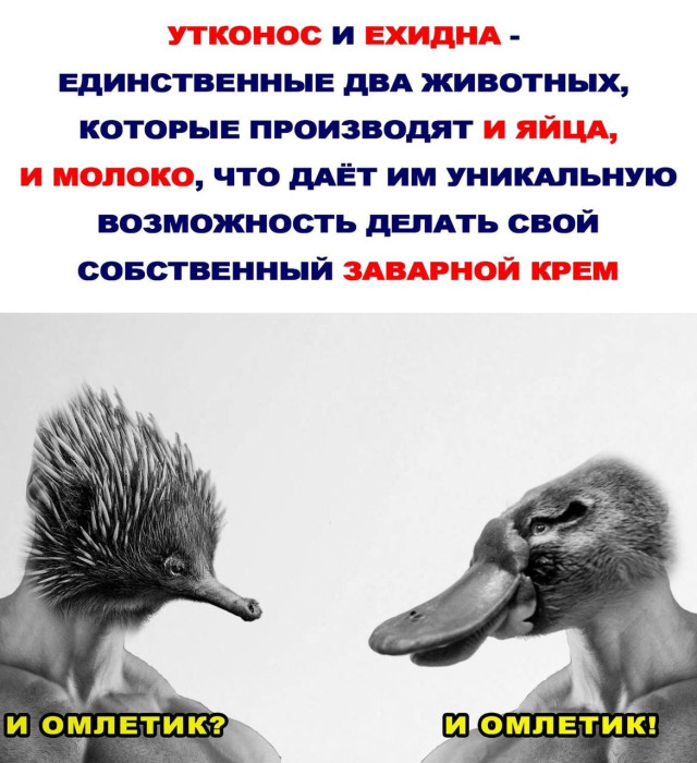 Папка: ¯\(ツ)/¯