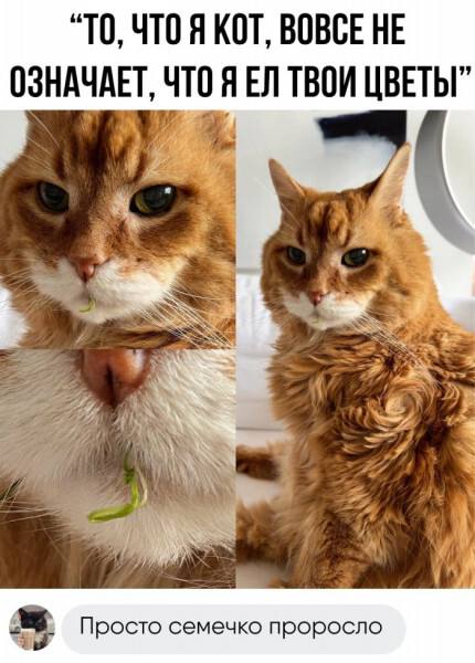 Генератор улыбки без инструкции — мемы | Bugaga