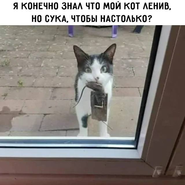 Случайный парад глупостей — приколы | Bugaga