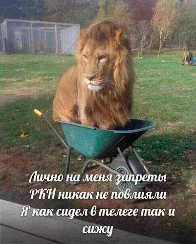 Смех без границ — смешные мемы | Bugaga