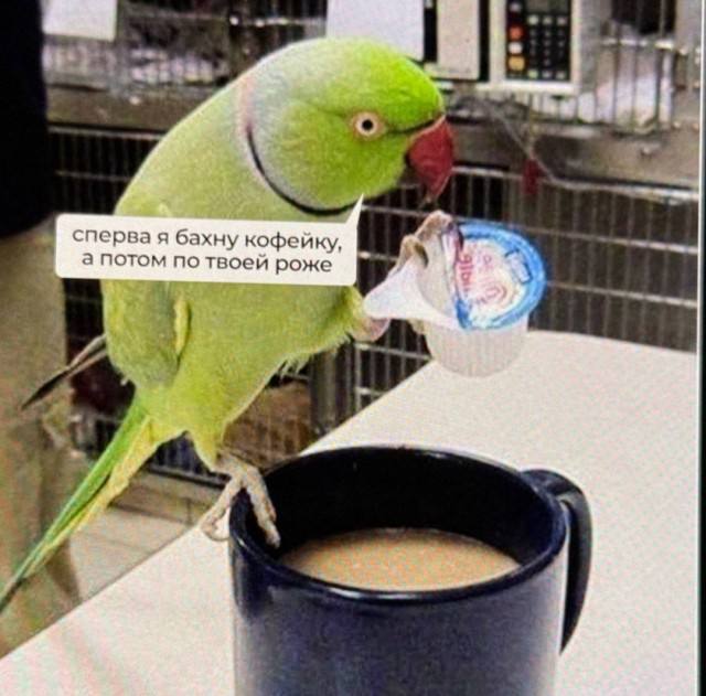 Случайный парад глупостей — приколы | Bugaga