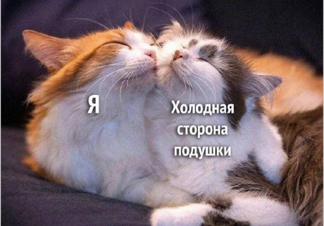 Мемный зоопарк — дикие фото, мемы и уморительные приколы | Bugaga