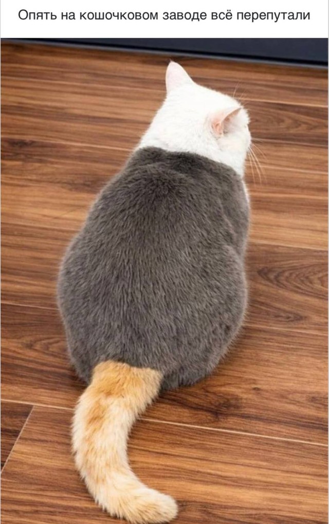 Мемы, которые ломают реальность — убойные приколы и смешные фото | Bugaga