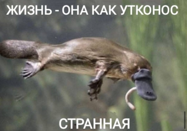 Зрачок в зрачок с безумием — мемы | Bugaga