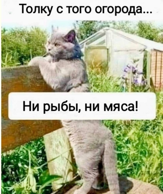 Хаос в голове, порядок в подборке — смешные фото | Bugaga