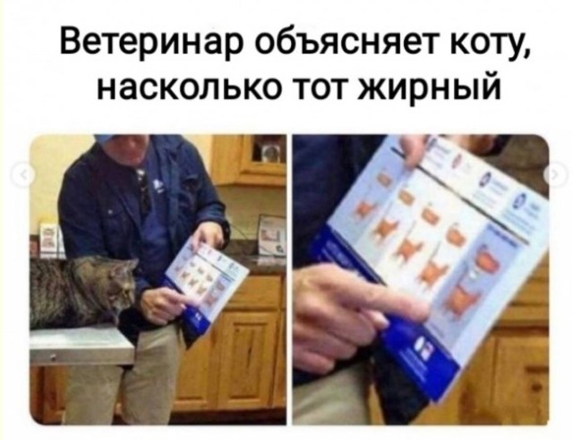 Когда Даже Коты Смотрят С Осуждением — смешные фото/мемы/приколы | Bugaga