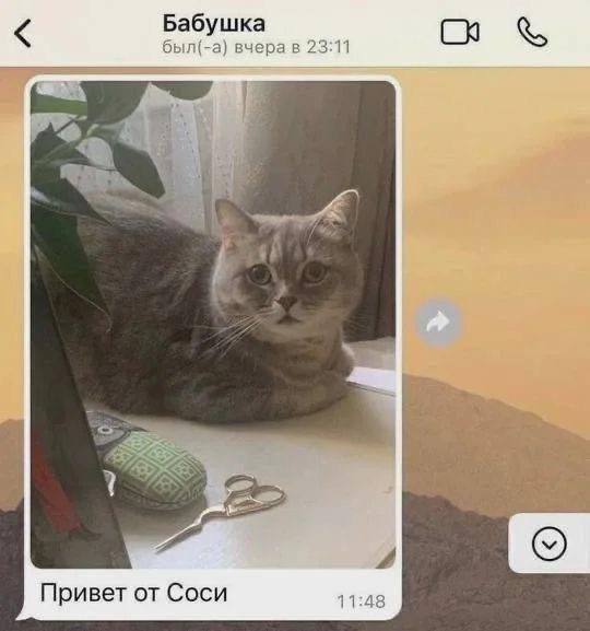 Маркетинговая стратегия моего кота — приколы | Bugaga