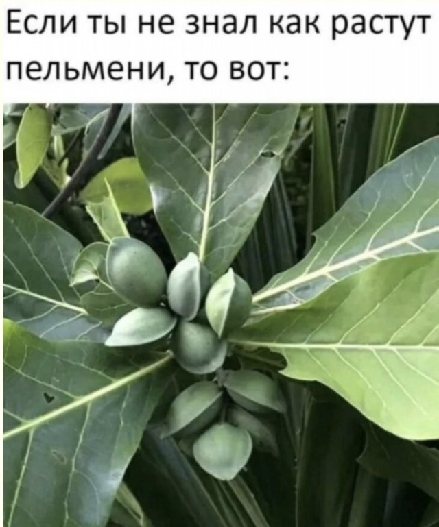 Секретный архив случайных гениев — мемы и смешные фото | Bugaga