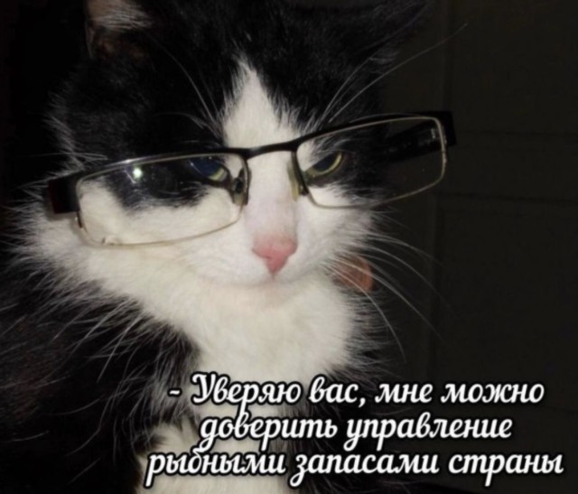 Кот, несущий чушь, но мы верим — приколы | Bugaga