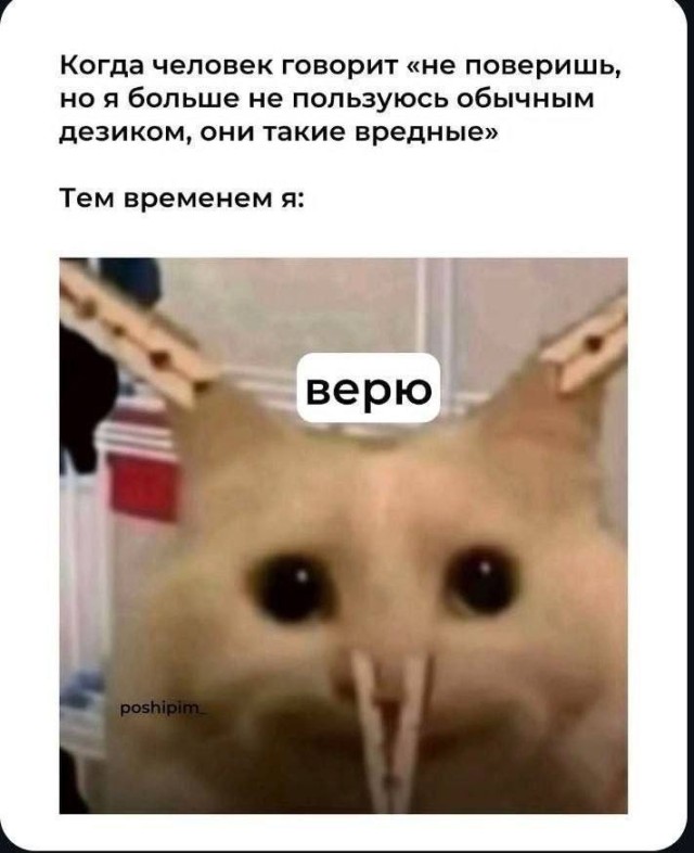 Диалог кота с кактусом на подоконнике — смешные фото | Bugaga