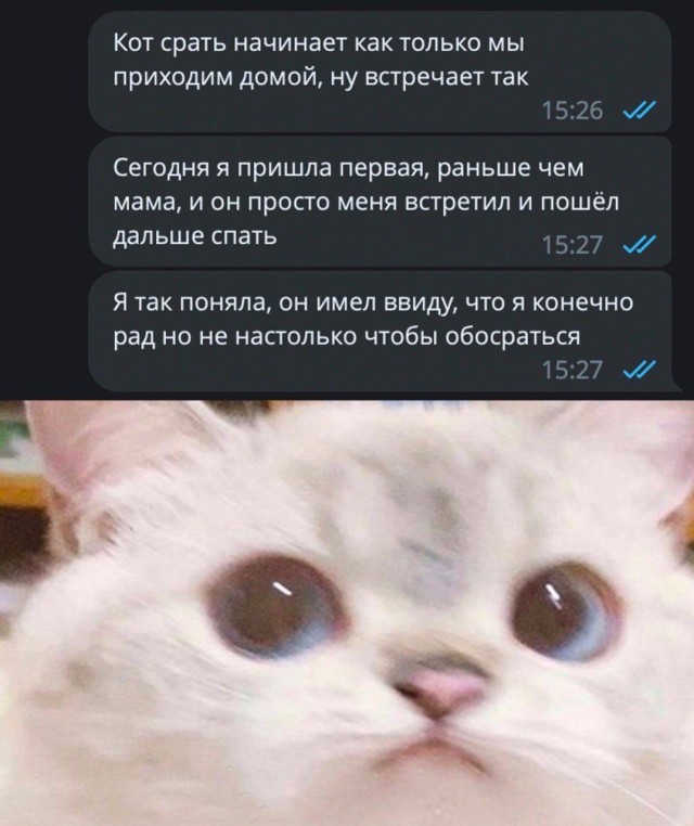 Маркетинговая стратегия моего кота — приколы | Bugaga