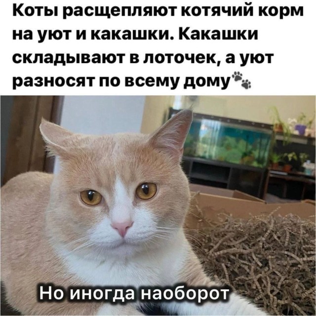Мемы в квадрате или мемы о мемах — приколы | Bugaga