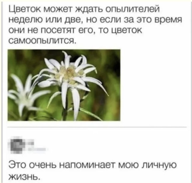 Золотая коллекция бессмысленных картинок — мемы | Bugaga