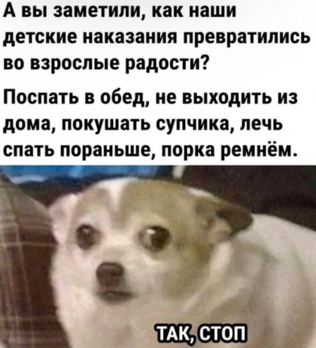 Котомемы и другие проявления апокалипсиса — Сборник юмора | Bugaga