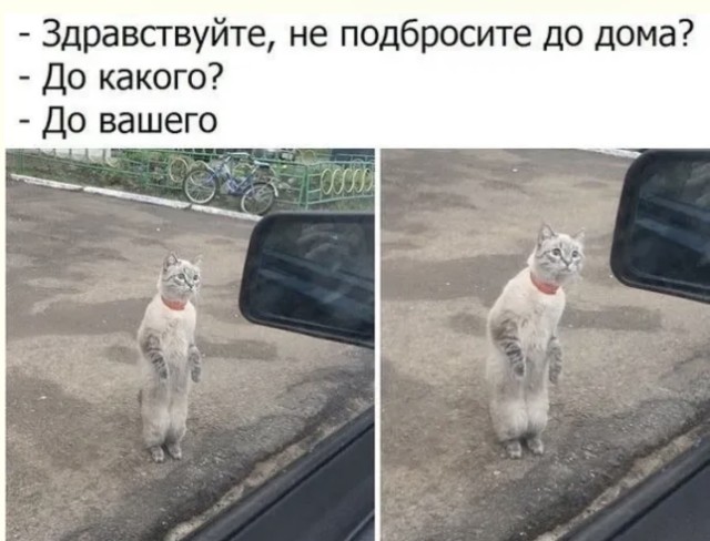 Мемы, которые запретили в раю — смешные фото/мемы/приколы | Bugaga