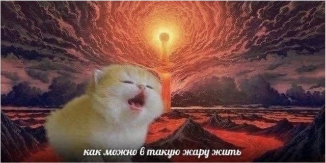 Книга жалоб и предложений от лица котов — смешные фото | Bugaga