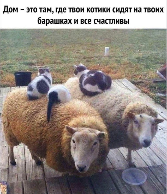 Не пытайтесь повторить это дома… или пытайтесь — мемы | Bugaga
