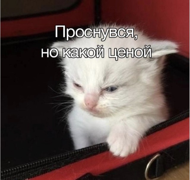 Кот Шрёдингера в мире мемов — смешные картинки | Bugaga